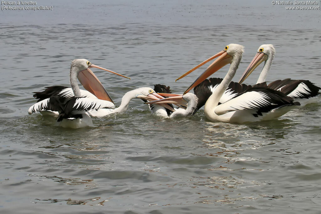 Australian Pelican, fishing/hunting