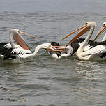 Pélican à lunettes