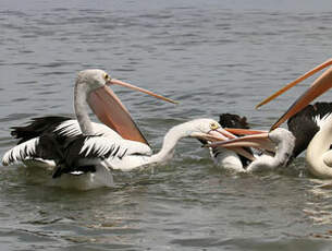 Pélican à lunettes