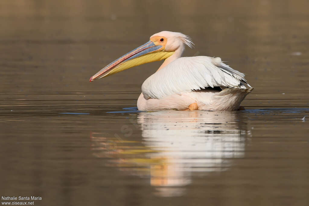 Great White Pelicanadult breeding, close-up portrait