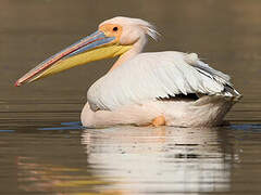 Great White Pelican