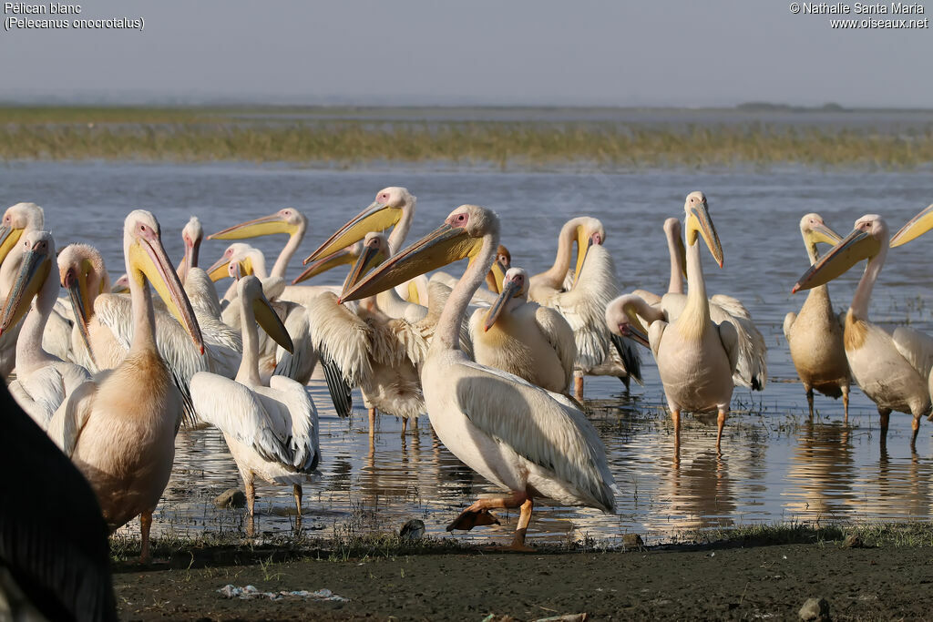 Pélican blancadulte, habitat