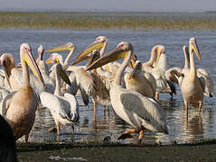 Great White Pelican