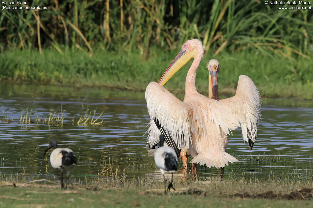 Great White Pelicanadult, identification, habitat