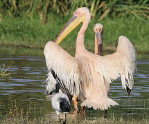 Great White Pelican