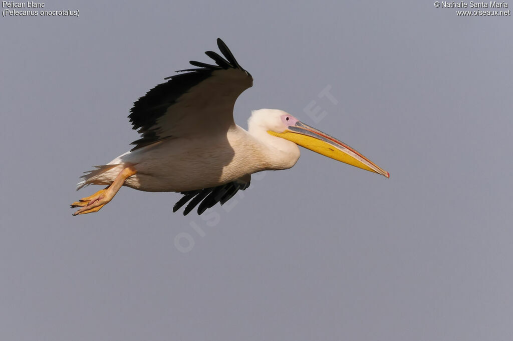 Great White Pelicanadult, Flight