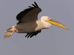 Great White Pelican