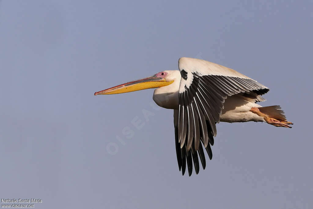 Great White Pelicanadult, Flight