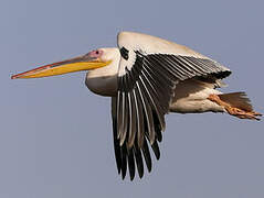 Great White Pelican