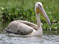 Great White Pelican