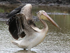 Great White Pelican