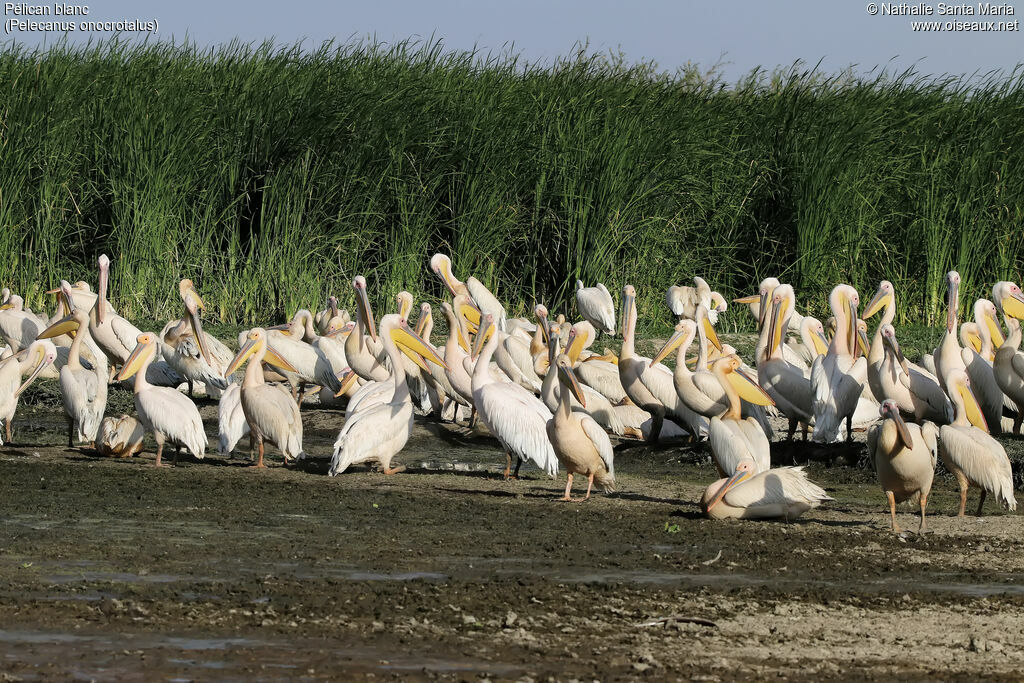 Pélican blancadulte, habitat, soins