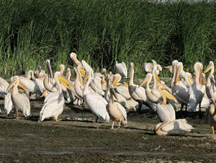 Pélican blanc