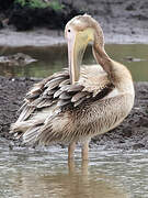 Great White Pelican