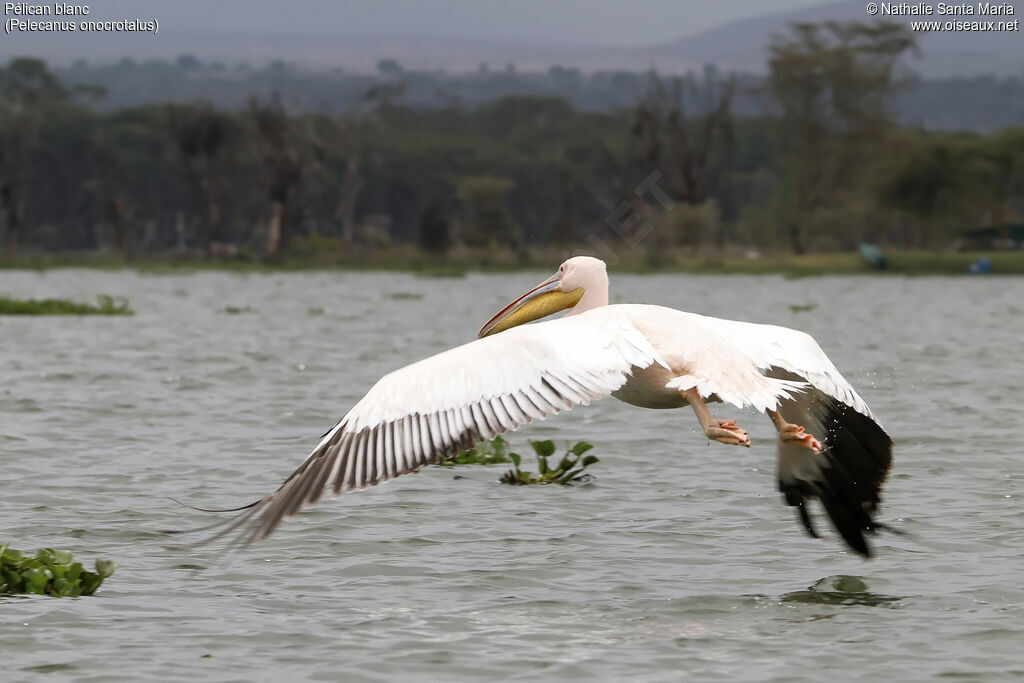 Great White Pelicanadult, identification, habitat, Flight