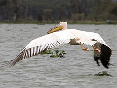 Great White Pelican