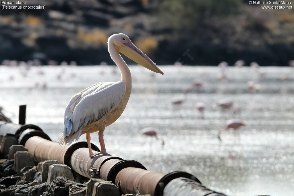 Great White Pelicanadult, habitat