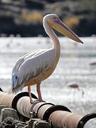 Great White Pelican