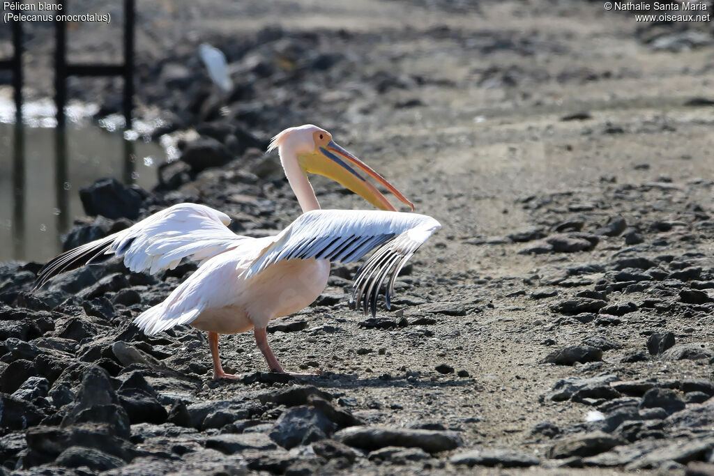 Great White Pelicanadult, habitat, walking