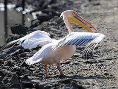 Great White Pelican