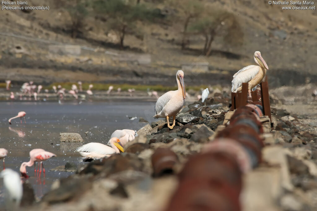 Great White Pelican, habitat