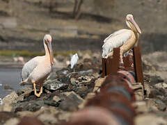 Great White Pelican