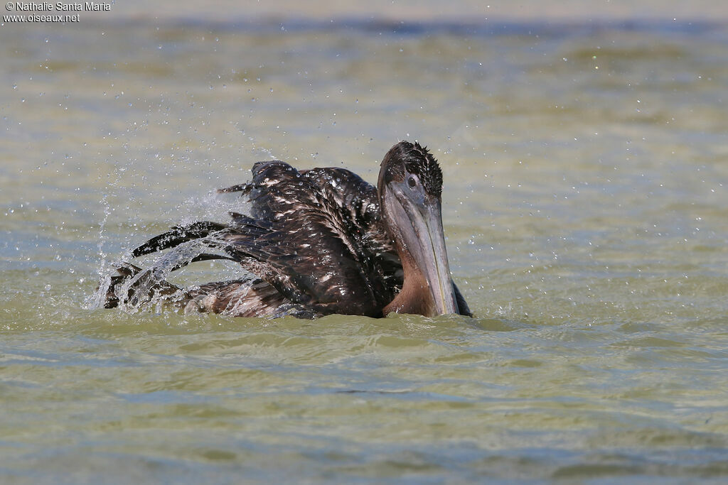 Pélican brunjuvénile, identification, soins