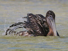 Brown Pelican