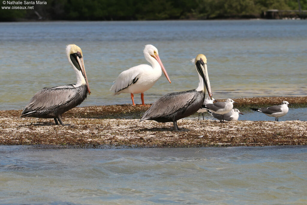 Pélican brunadulte internuptial, habitat