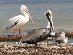 Brown Pelican