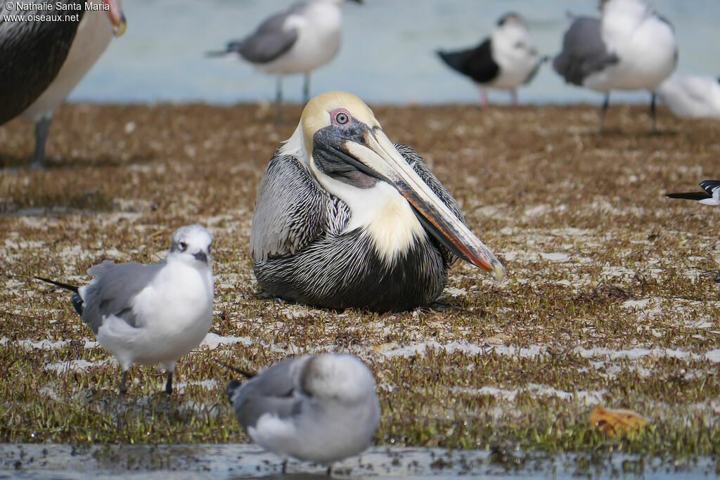 Brown Pelicanadult post breeding, identification