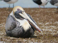 Brown Pelican