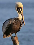 Brown Pelican