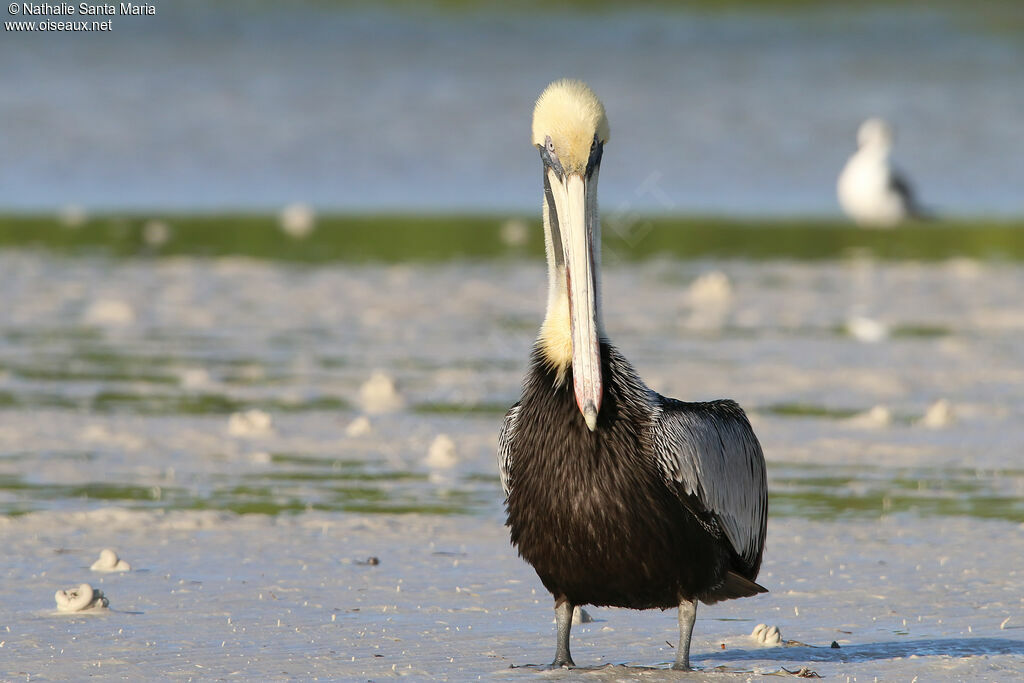 Brown Pelicanadult post breeding, identification