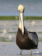 Brown Pelican