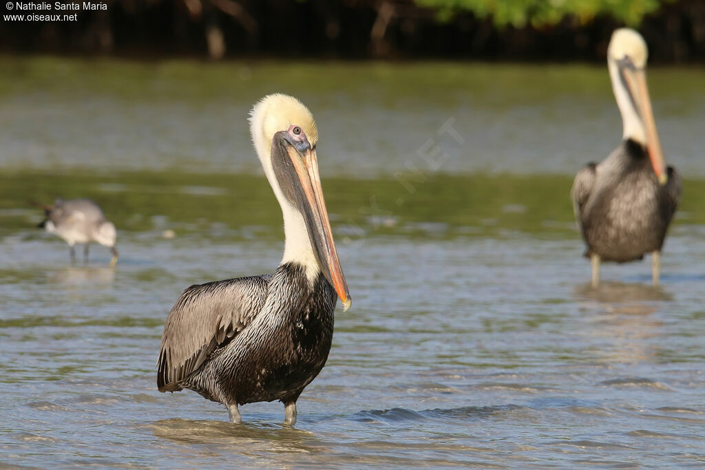 Brown Pelicanadult post breeding, identification