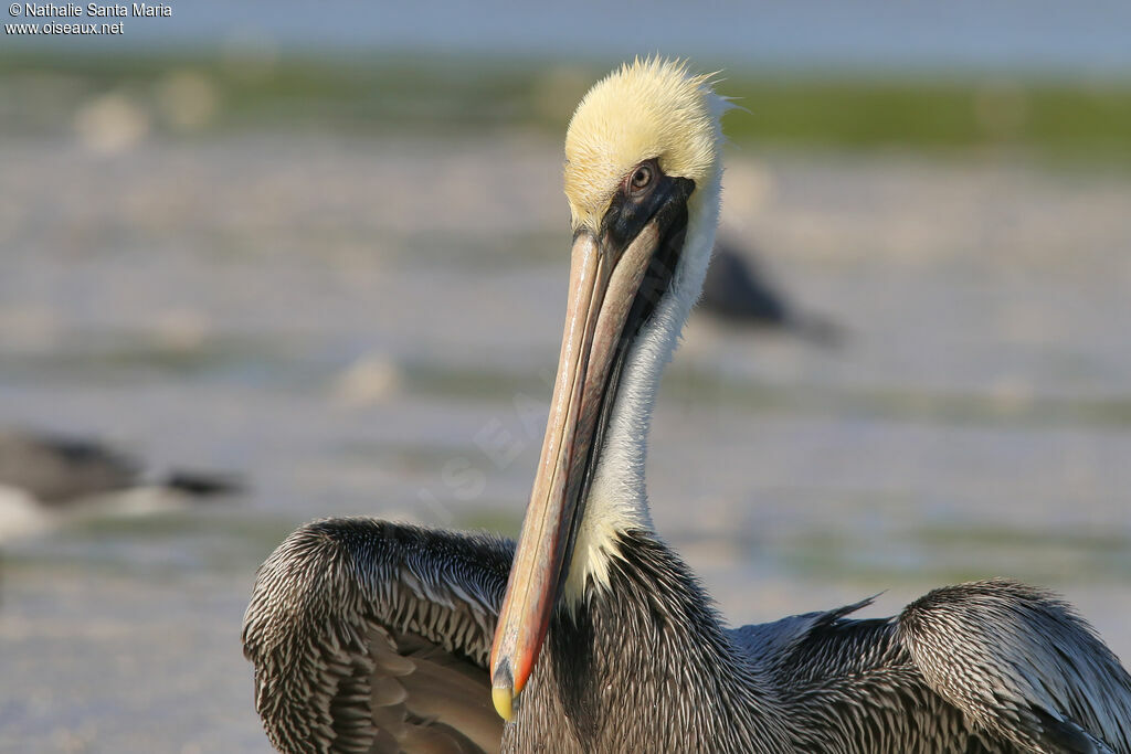 Brown Pelicanadult post breeding, close-up portrait