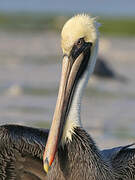 Brown Pelican