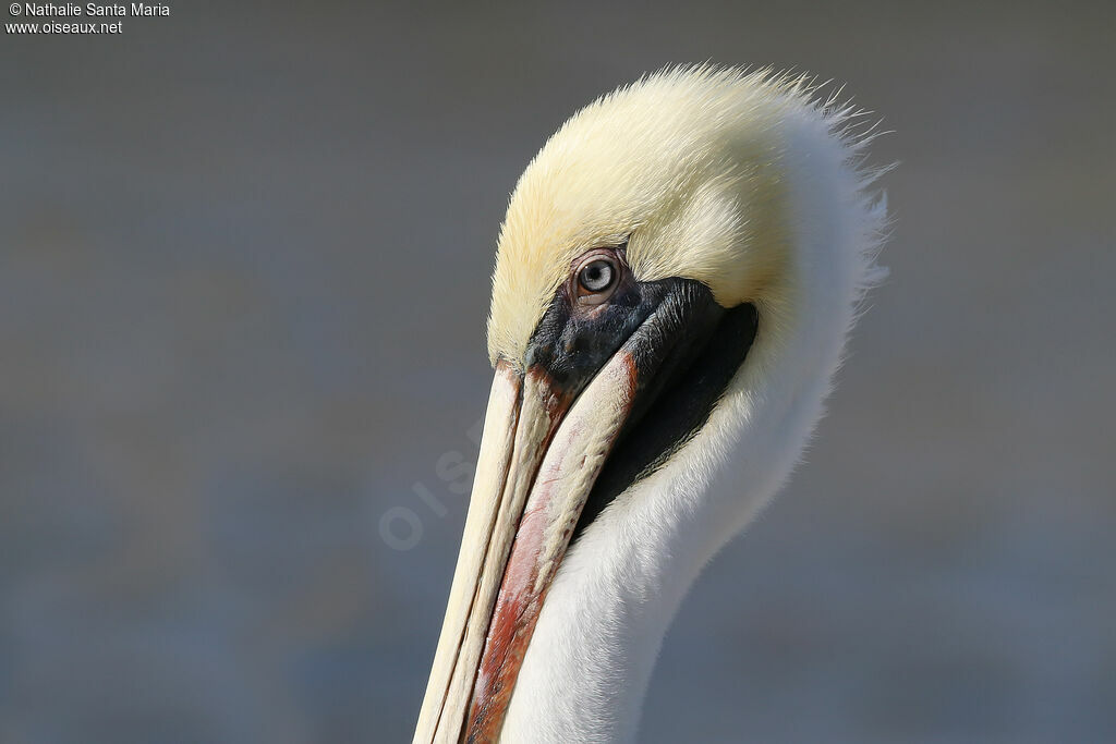 Brown Pelicanadult post breeding, close-up portrait