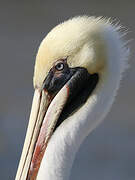 Brown Pelican