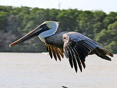 Brown Pelican