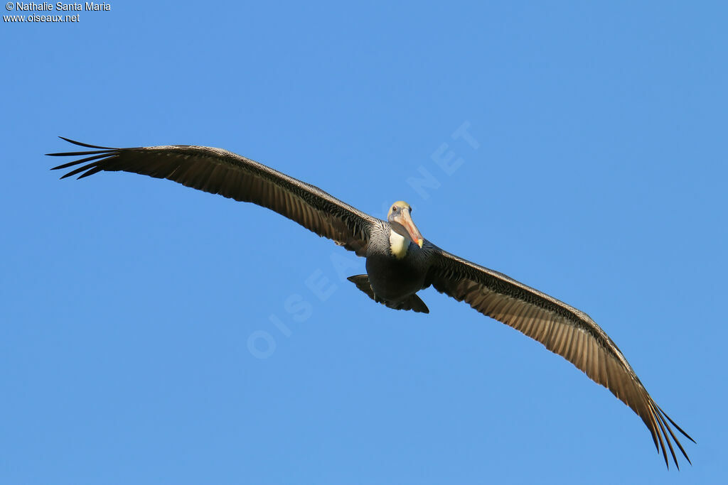 Brown Pelicanadult post breeding, Flight