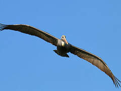 Brown Pelican