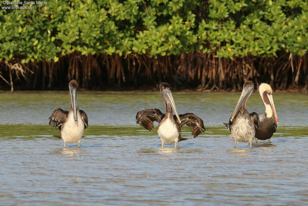 Brown Pelicanjuvenile, identification