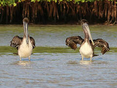 Brown Pelican