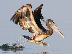 Brown Pelican