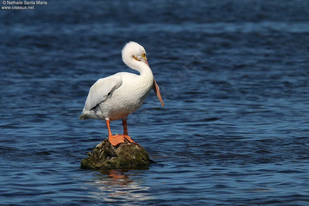 American White Pelicanadult post breeding, identification