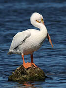 American White Pelican