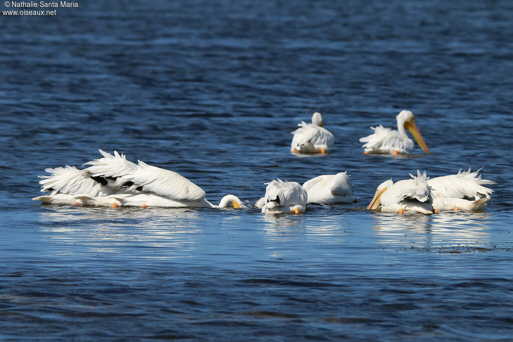 Pélican d'Amériqueadulte, habitat, pêche/chasse