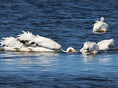 American White Pelican